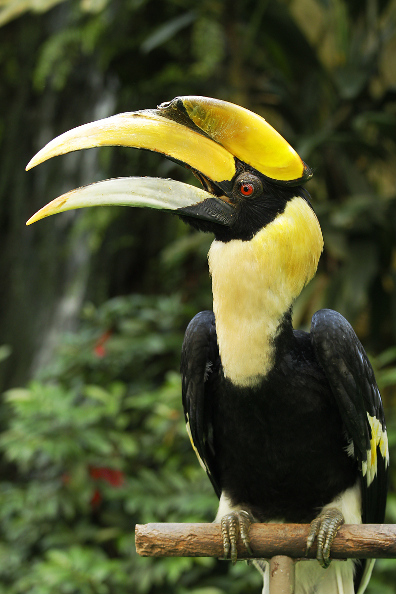 Mandai Rainforest Resort by Banyan Tree-Great Pied Hornbill